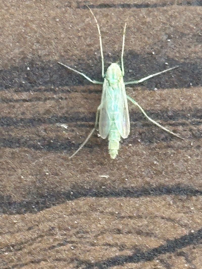 Chironomid — zdjęcie 1 z 11