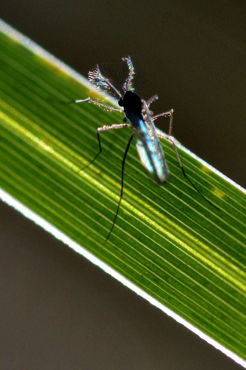 Chironomid — zdjęcie 2 z 11