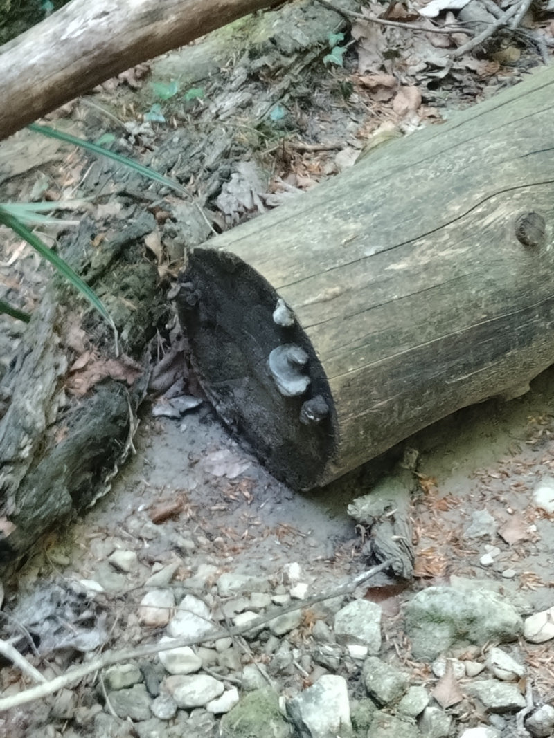 Grzyb Tindera — Bild 1