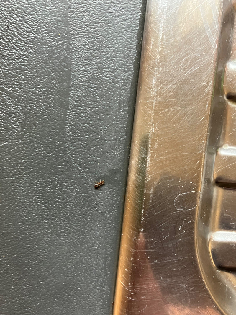 Dwukolorowa mrówka ogrodowa — Bild 1