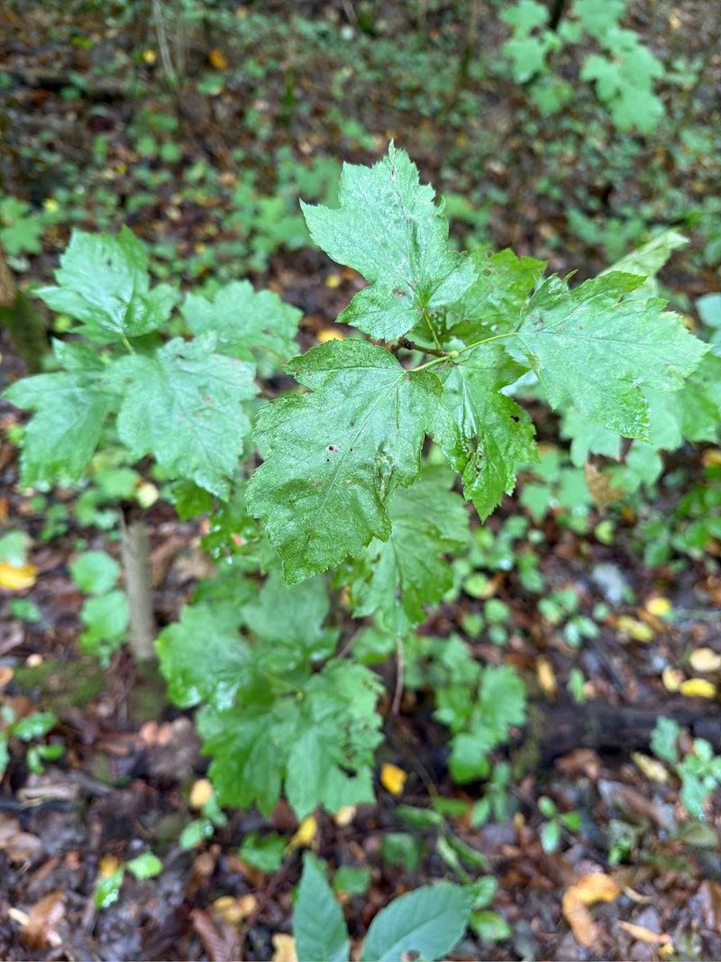 Głóg dwuramienny (odmiana 'Paul's Scarlet') — Bild 1