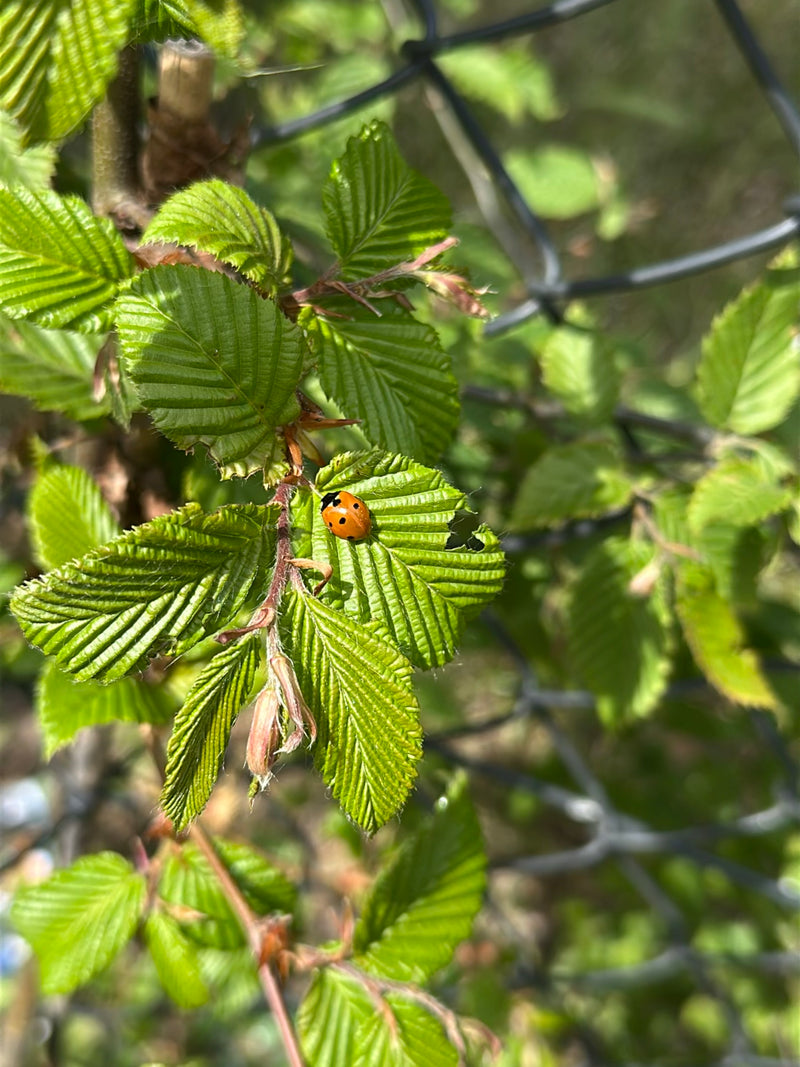 Biedronka świerkowa dwukropkowa — Bild 2