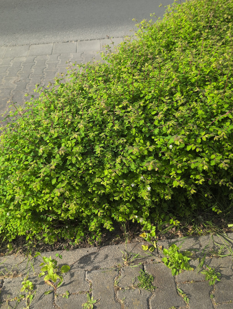 Spirea karłowata — Bild 4