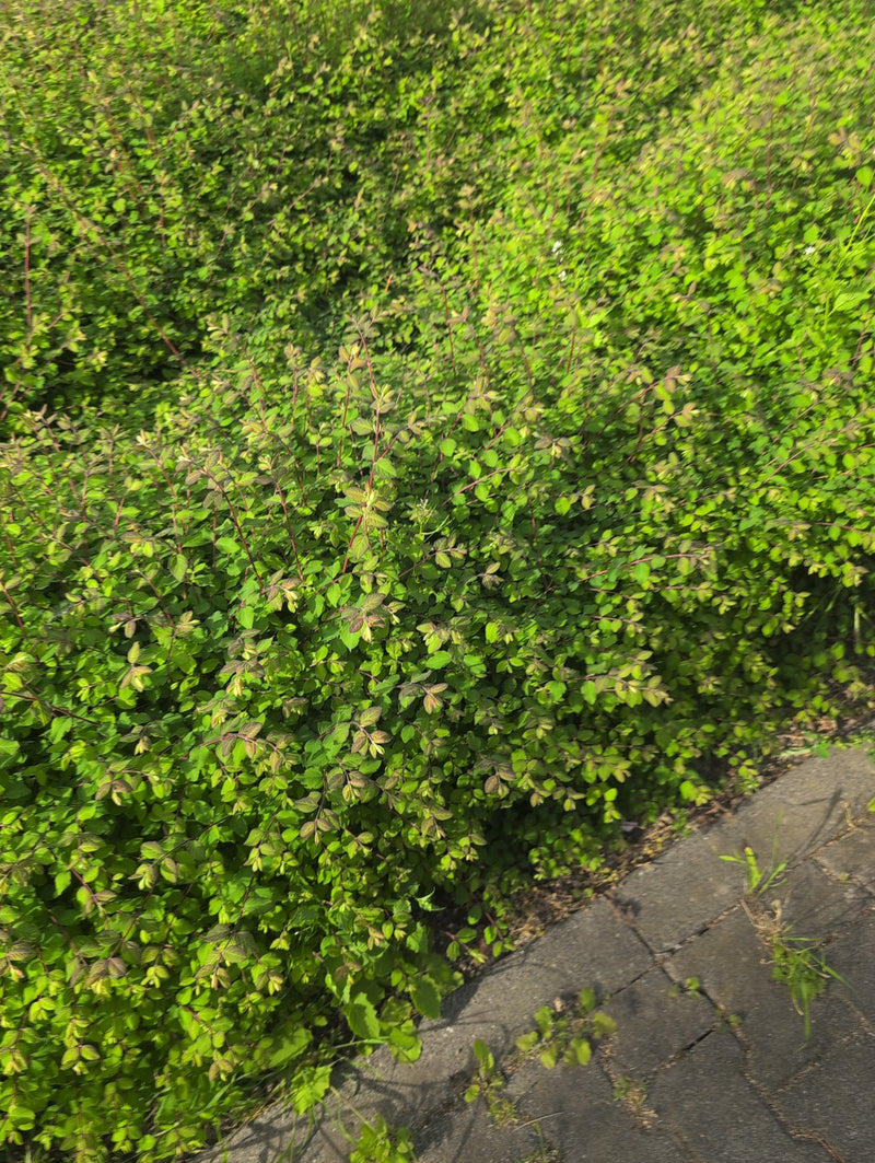 Spirea karłowata — Bild 3