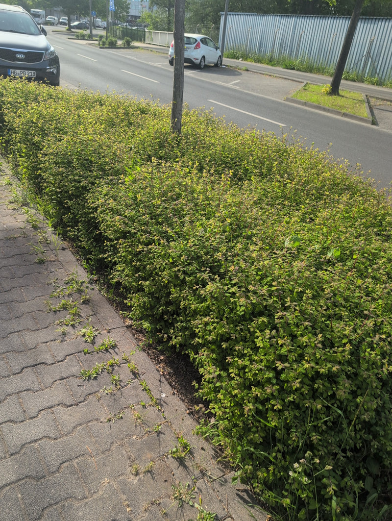 Spirea karłowata — Bild 2