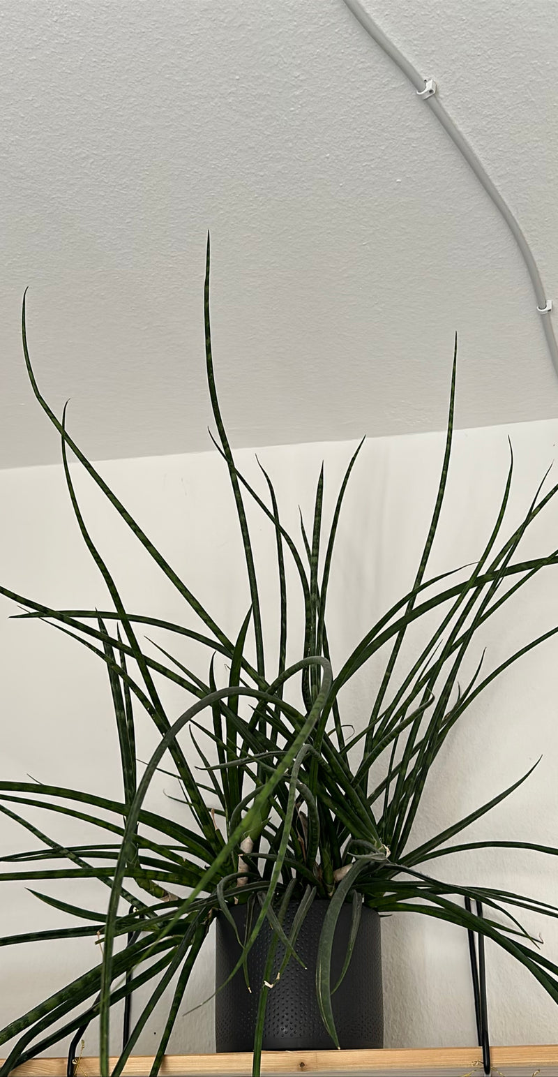 Konopie cylindryczne — Bild 1