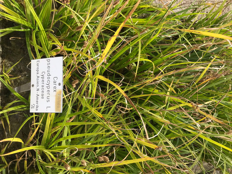 Turzyca cypergrasowa — zdjęcie 1 z 1