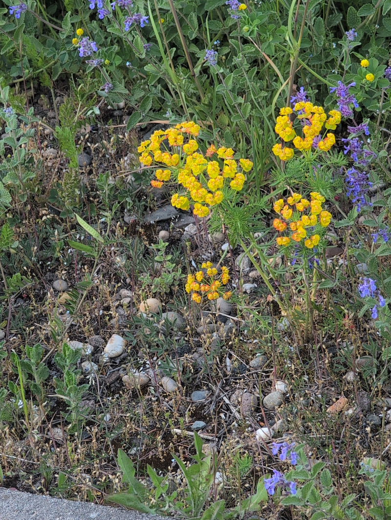 Cyprysowy wilczomlecz — Bild 1