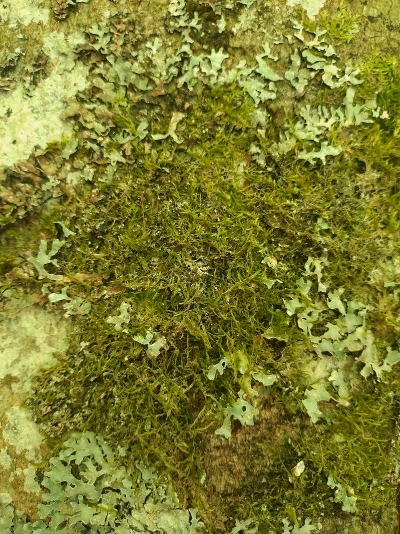 Cyprysowy mech senny — Bild 2