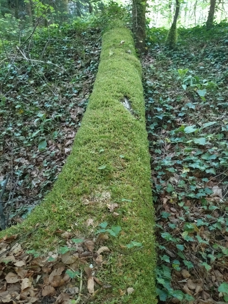Cyprysowy mech senny — Bild 1