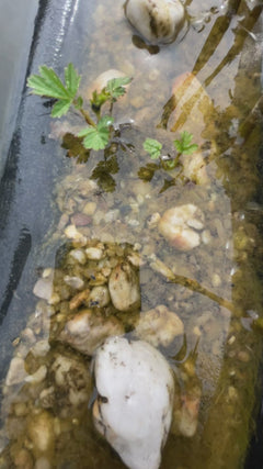 Zwykły nartownik – Eisenach, Turyngia