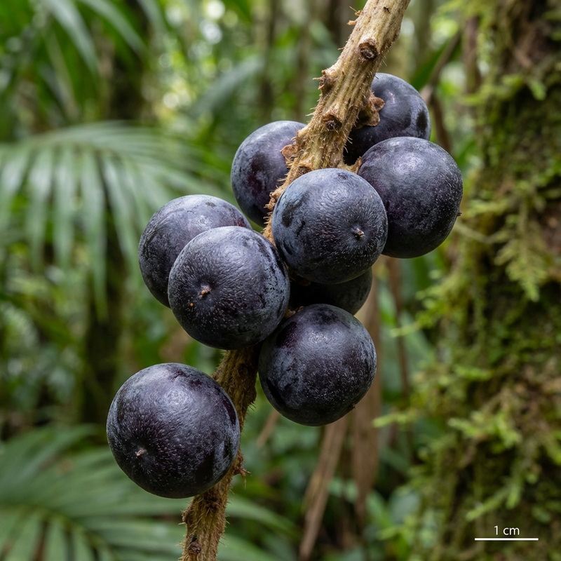 Jagody Acai