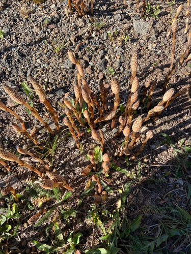 Skrzyp polny — Bild 4