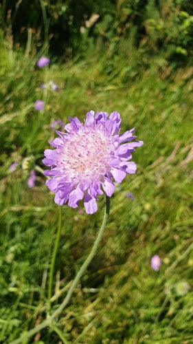 Świerzb polny — Bild 4
