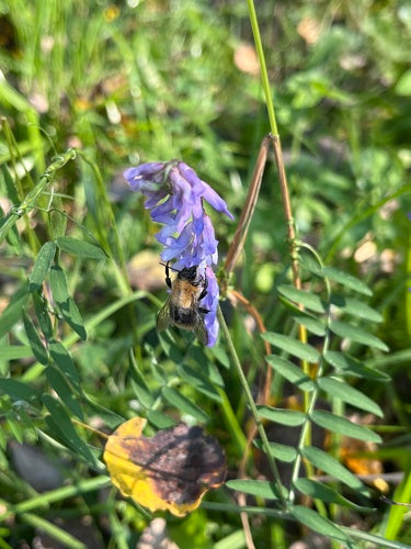 Trzmiel polny — Bild 4