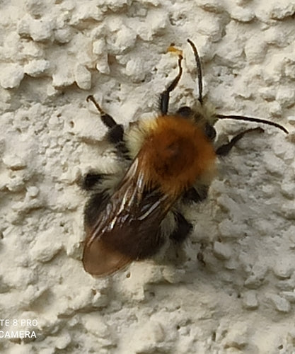 Trzmiel polny — Bild 4
