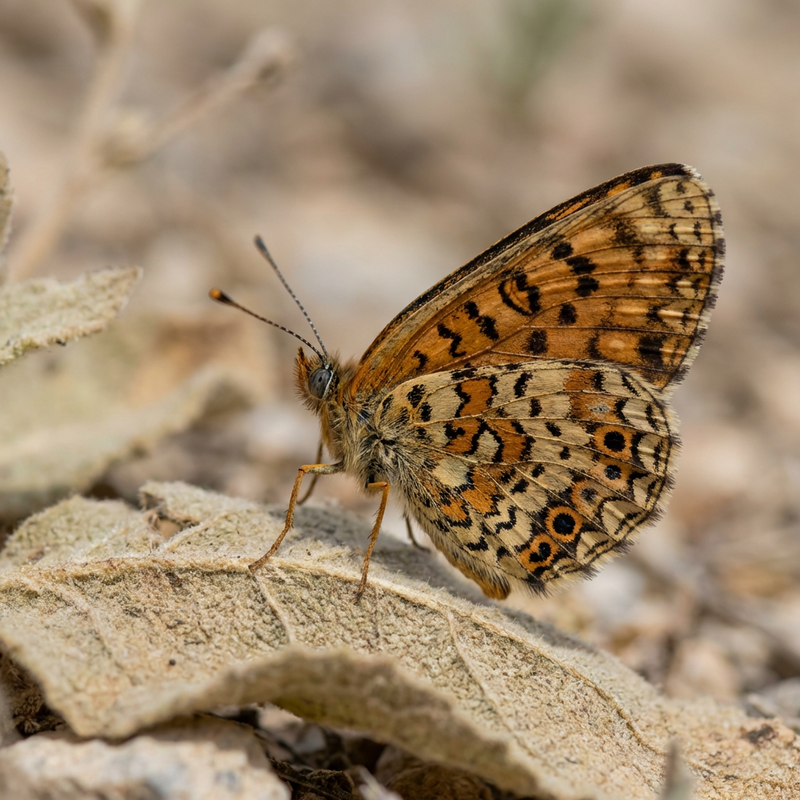 Dziewanna afrykańska Fritillary