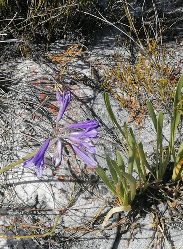 Agapant — Bild 3
