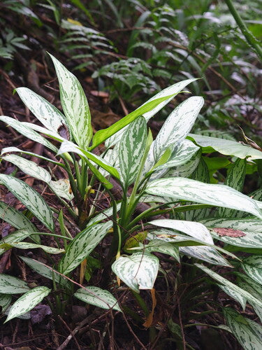 Aglaonema — Bild 4