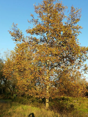 Platan z liści klonu — Bild 3