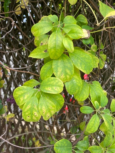 Akebia — Bild 2