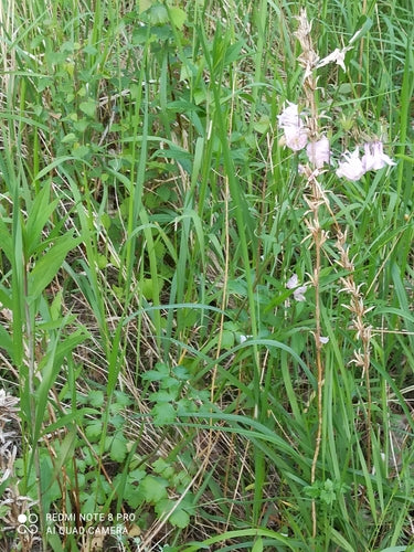 Orlik — Bild 5