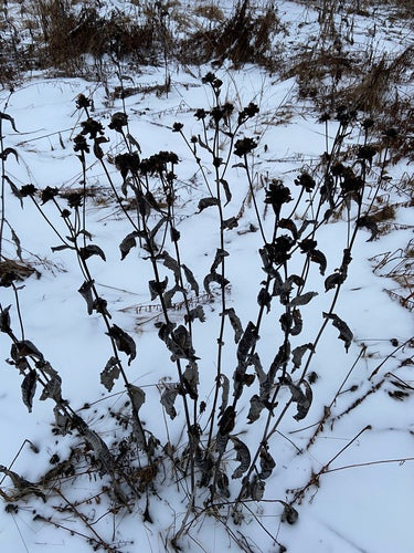 Alanta — Bild 3