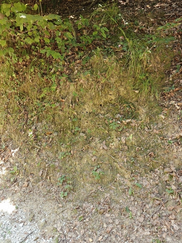 Cyklamen — Bild 1