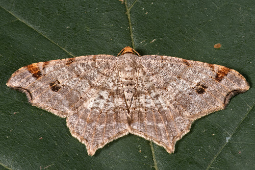 Alternaria — Bild 1