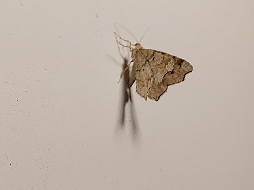Alternaria — Bild 2