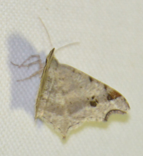 Alternaria — Bild 2