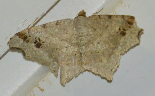 Alternaria — Bild 3