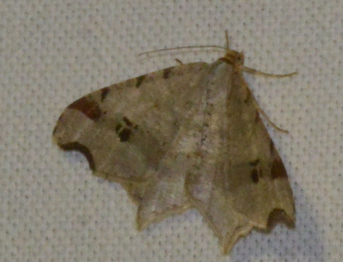 Alternaria — Bild 5