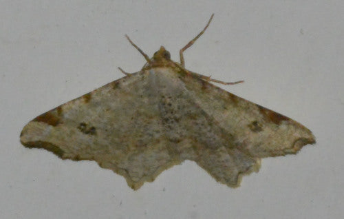 Alternaria — Bild 6