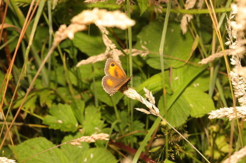 amarylis — Bild 4