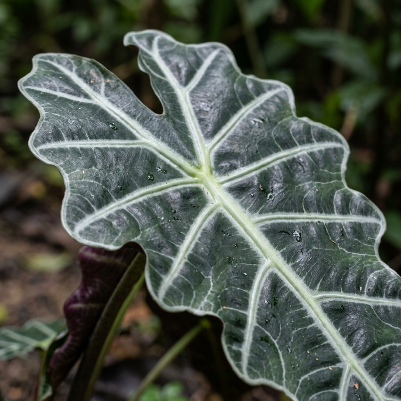 Amazonas-Alokasie (Alocasia amazonica), ilustracja AI