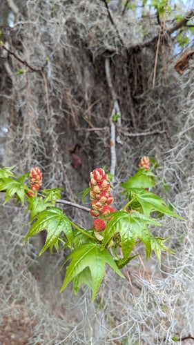Drzewo cukrowe — Bild 2