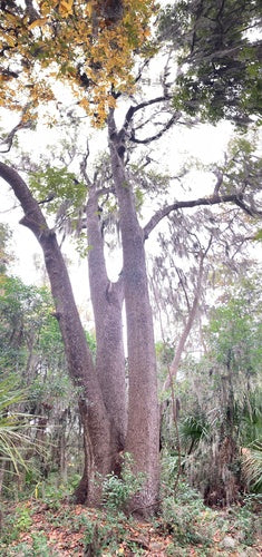 Drzewo cukrowe — Bild 4