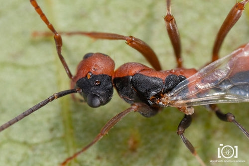 Mrówki — Bild 4
