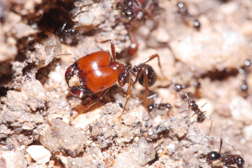 Mrówki — Bild 3