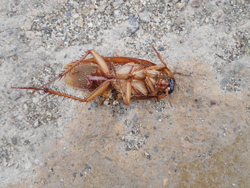 Karaluch amerykański - Bild 2