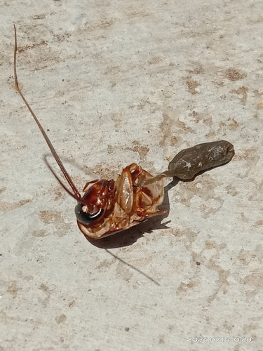 Karaluch amerykański - Bild 3