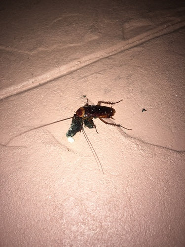 Karaluch amerykański - Bild 7