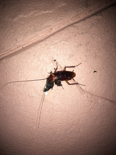 Karaluch amerykański - Bild 8