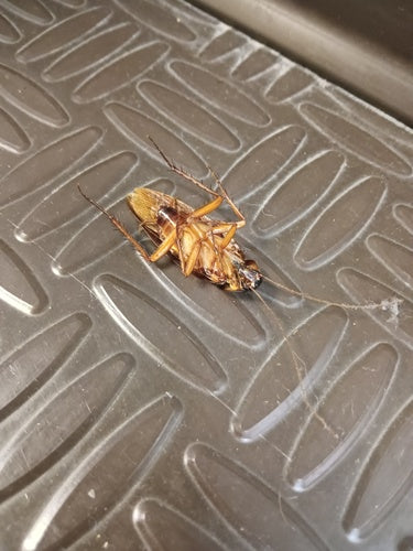 Karaluch amerykański - Bild 5