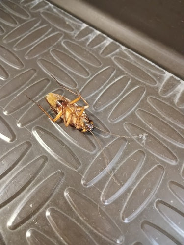 Karaluch amerykański - Bild 6