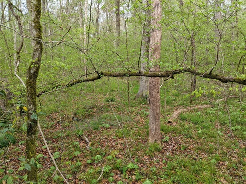 Dereń amerykański — Bild 5
