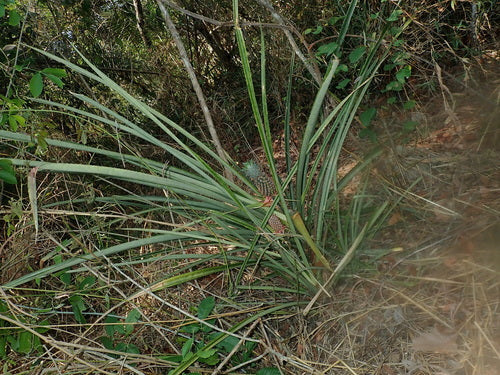 ananas — Bild 4
