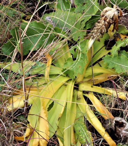 Kwiat ananasa — Bild 3