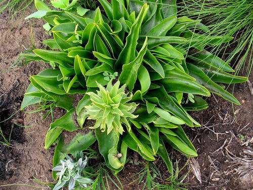 Kwiat ananasa — Bild 4